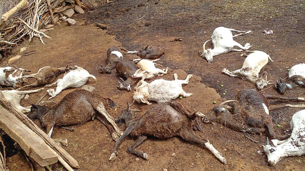 DESASTRES. Una intensa granizada caída en pasados días en Mojocoya dejó pérdidas entre el ganado bovino y caprino de esa región.