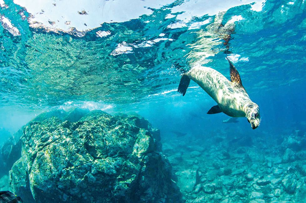 EXTINCIÓN. Los lobos marinos fueron declarados hace un tiempo como una especie amenazada.
