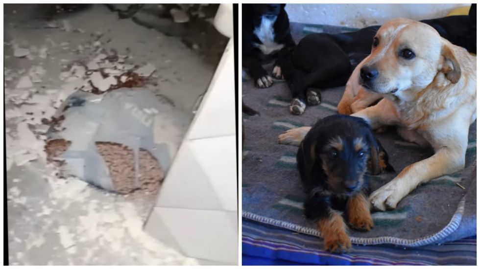 Parte de los daños que dejó la explosión de una garrafa en el albergue Sand-Cheems y una foto de archivo de los animales que cobija.