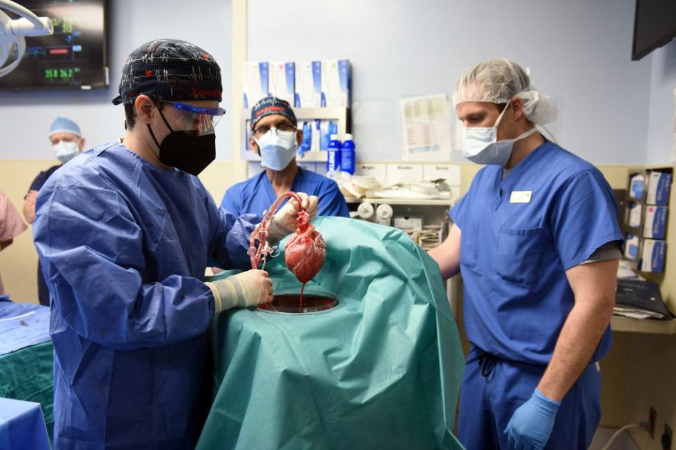Una de las imágenes que publicó la universidad Maryland Medical School sobre la operación.
