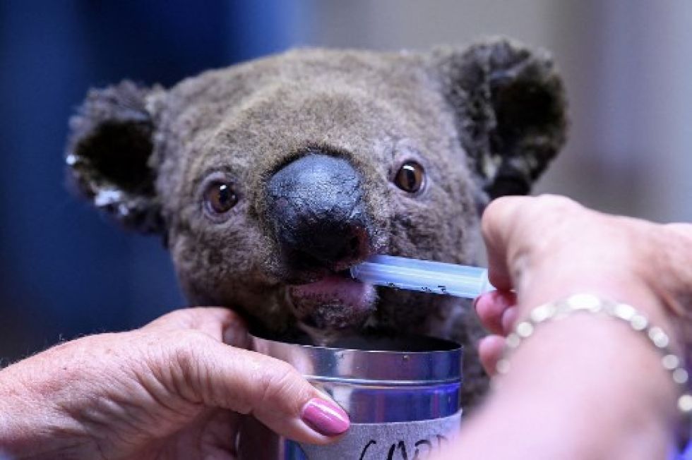 Un koala deshidratado y herido recibe tratamiento en el Hospital Port Macquarie Koala en Port Macquarie.