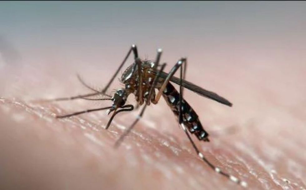 Imagen referencial del mosquito transmisor del dengue. 