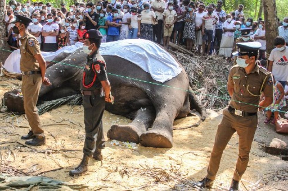 El elefante es una especie protegida en Sri Lanka, donde las leyes se han endurecido y la captura de elefantes salvajes se castiga con la muerte.