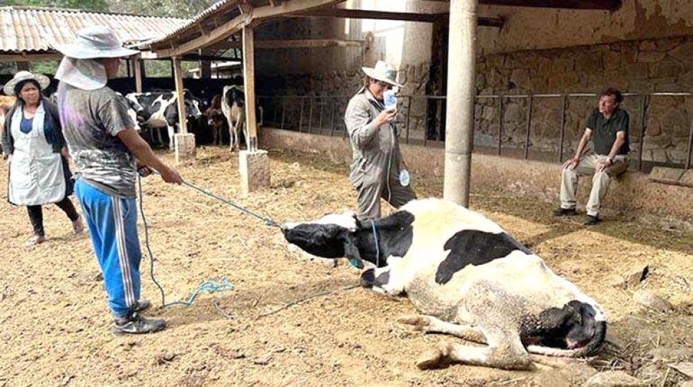 Colocan suero a una vaca que dio a luz en la Hacienda Angostura, que carece de agua para el ganado por el cierre de la acequia.