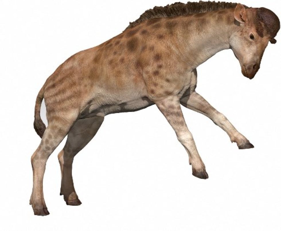 Modelo digital en 3D de la reconstrucción de Diskokery xiezhi por el Instituto de Paleontología y Paleoantropología de Vertebrados de la Academia de Ciencias de China.