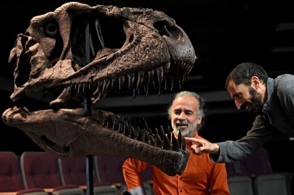 Los paleontólogos argentinos Sebastián Apesteguia (i) y Pablo Gallina muestran una réplica del fósil de Meraxes Gigas. LUIS ROBAYO / AFP       