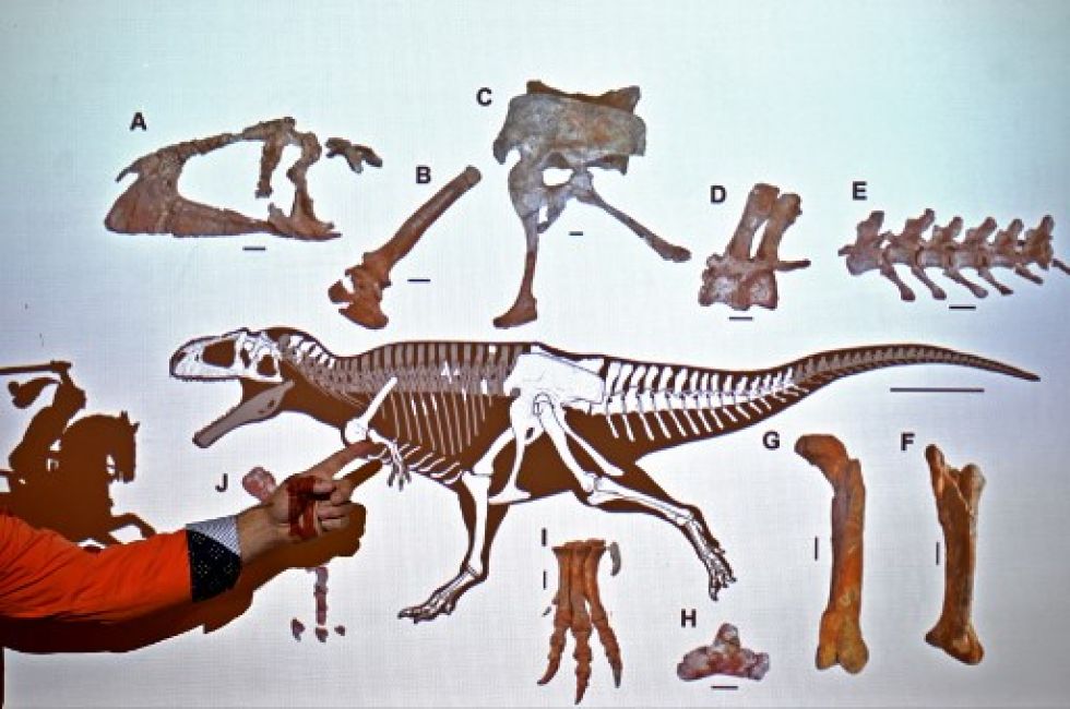 M. Gigas se extinguió 20 millones de años antes de que surgiera T. Rex, y las dos especies estaban muy separadas en el árbol evolutivo, según los expertos. LUIS ROBAYO / AFP