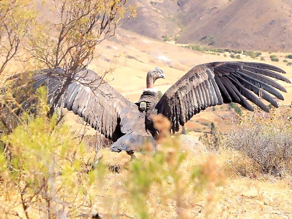 EMOTIVO. El cóndor Santiago abre sus alas antes de alzar vuelo hacia su libertad en el cerro de la comunidad de Cororo.