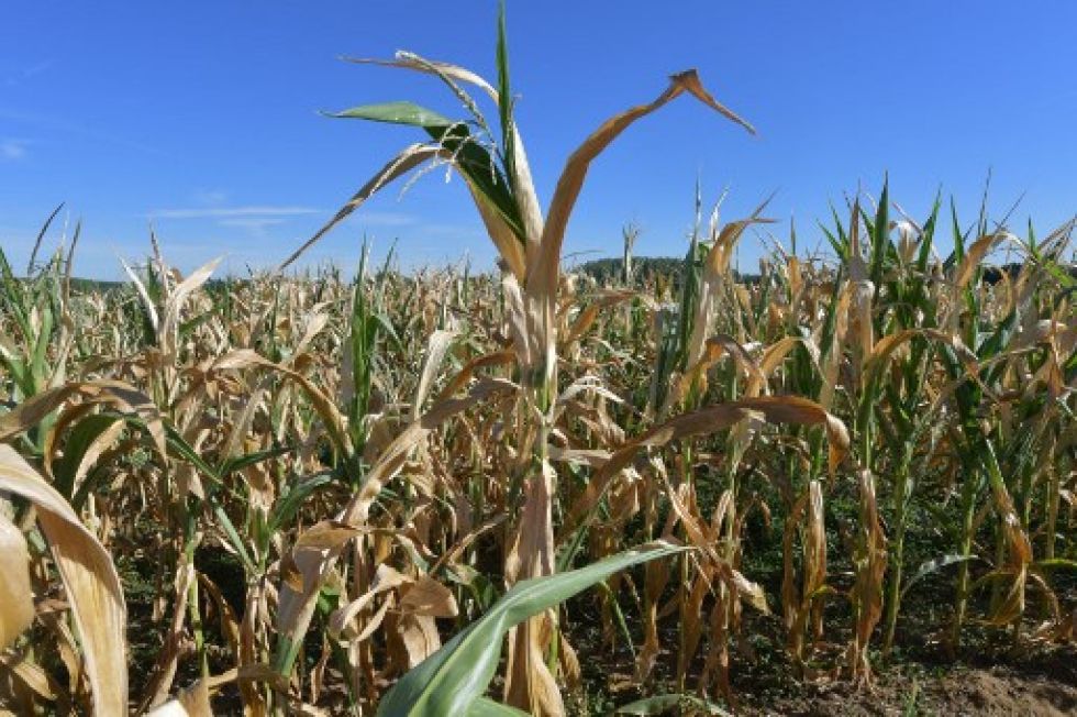 La falta de lluvias y el intenso calor afecta la producción de maíz en el norte de Francia.
