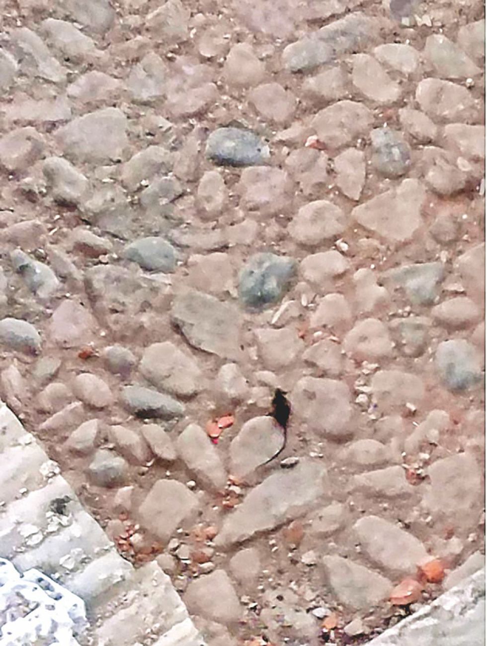 RATAS. Una de los animales del garaje.