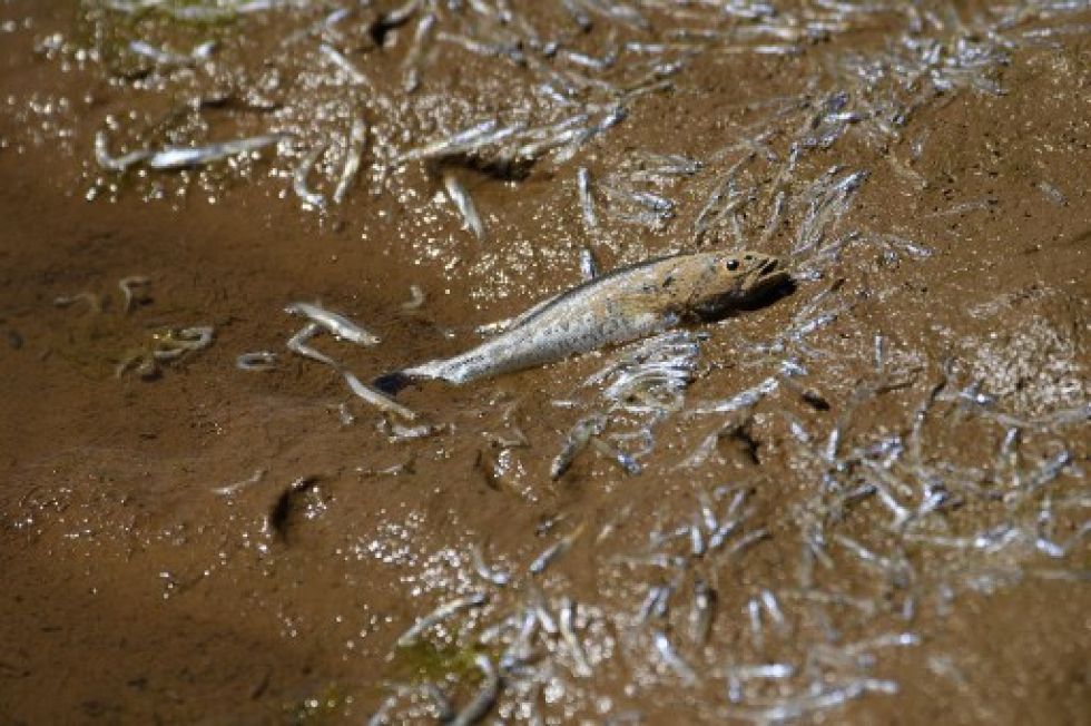 Peces muertos y moribundos descansan en un pequeño charco de agua aislado del cuerpo principal del lago Oroville durante una sequía de emergencia de California, en mayo.