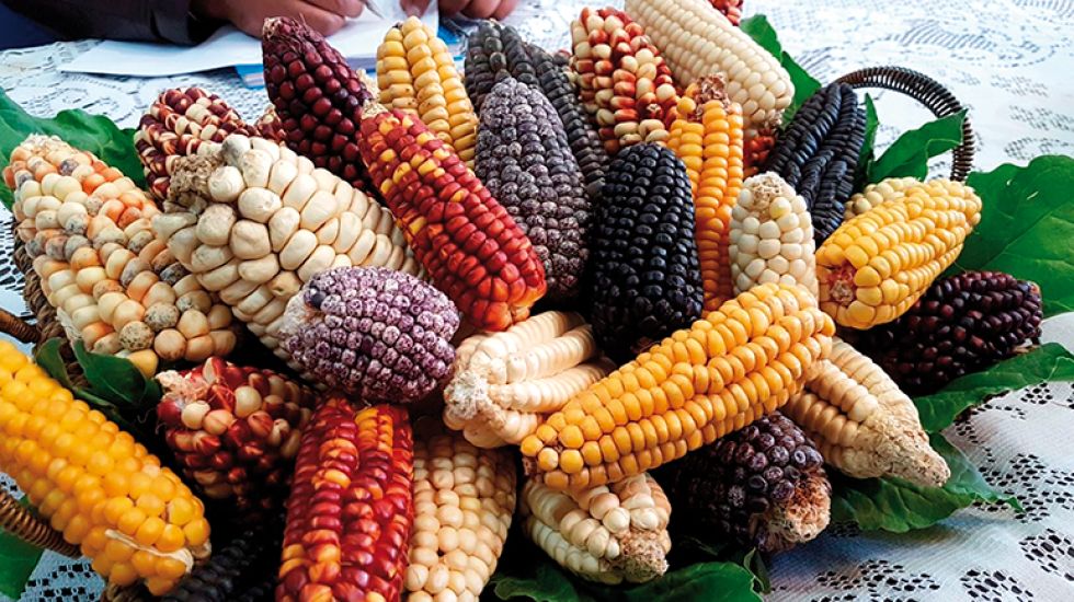 Muchas variedades del maíz para diferentes usos en la gastronomía chicheña.