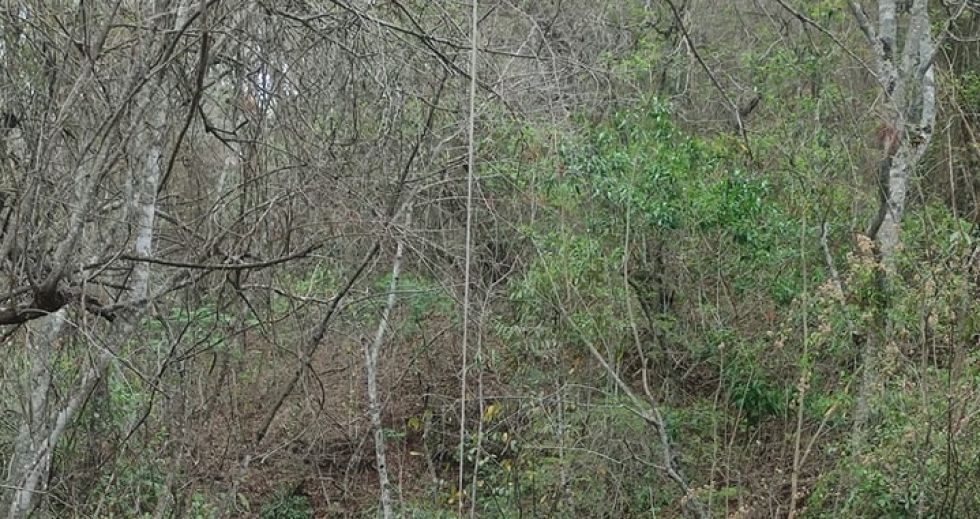El sector de la comunidad de Naranjitos, en Monteagudo, donde el animalito fue hallado muerto.