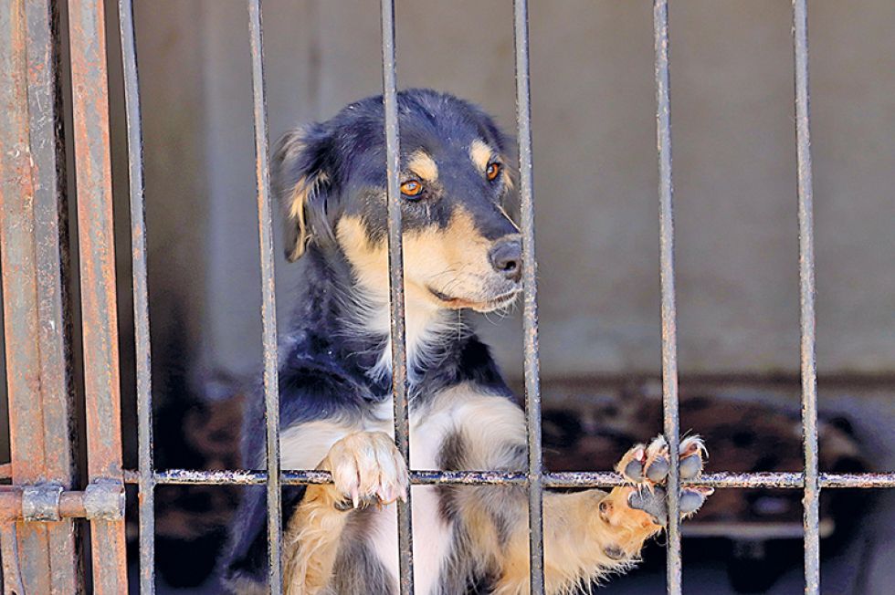 CANES. Sucre sufre una epizootia, es decir aumento abrupto de casos de rabia canina.