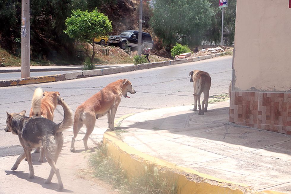 alerta. El pasado mes se declaró en Sucre alerta naranja por el brote de casos de rabia canina.