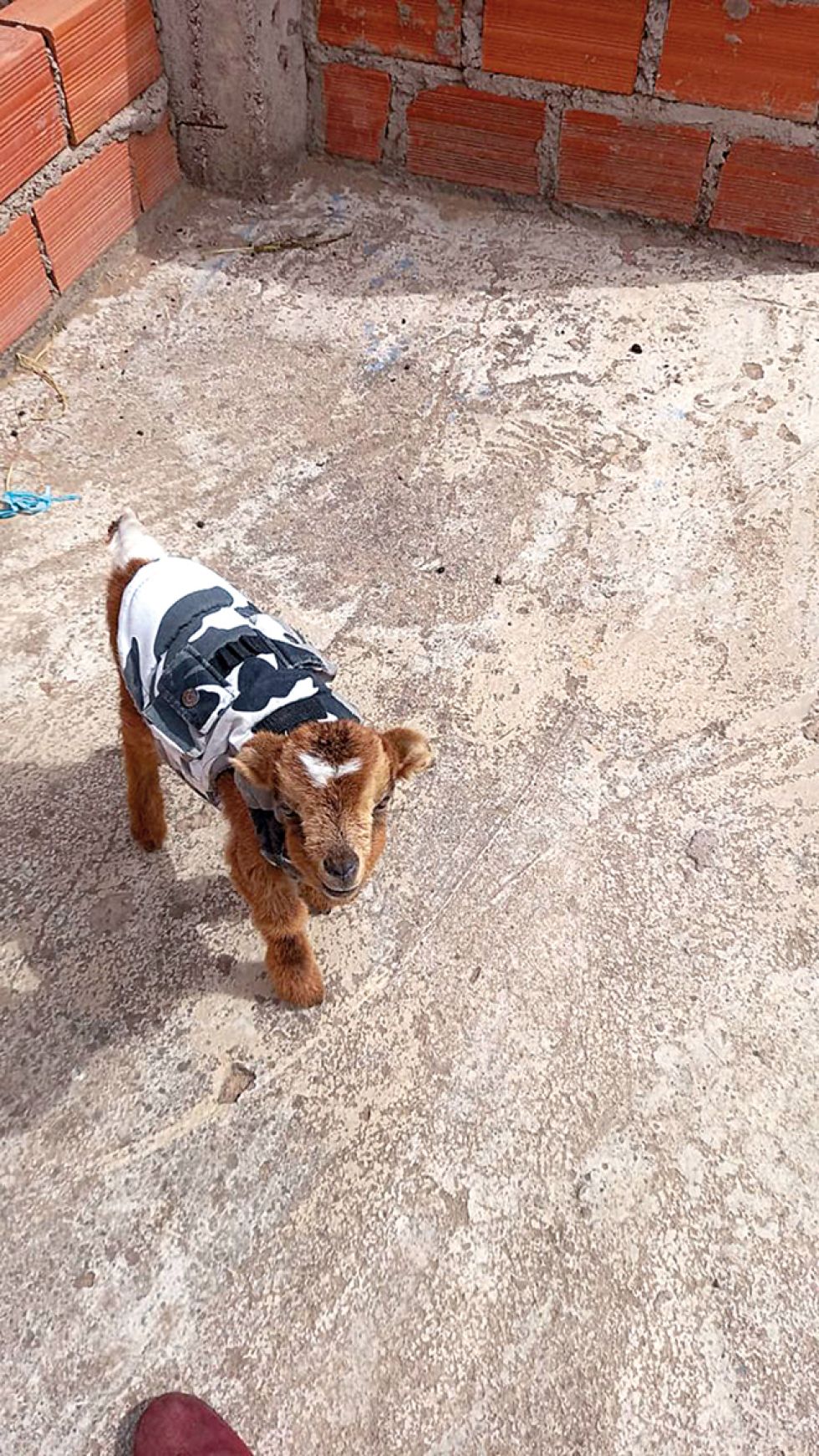 BUSCADO. Bambi es el nombre de este chivito desaparecido que era mascota de una familia.