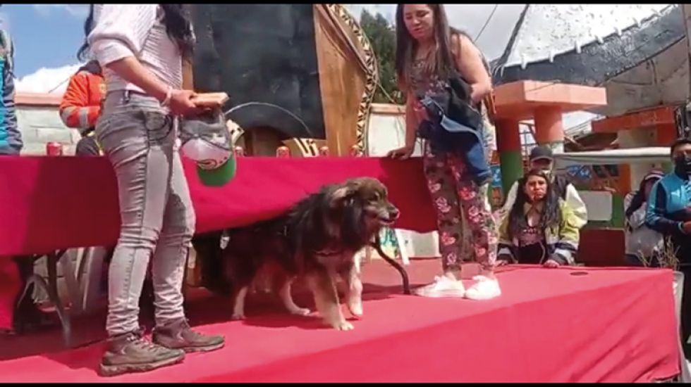 “PETARDO”. El perrito que en 2015 acompañó la movilización potosina reapareció ayer.