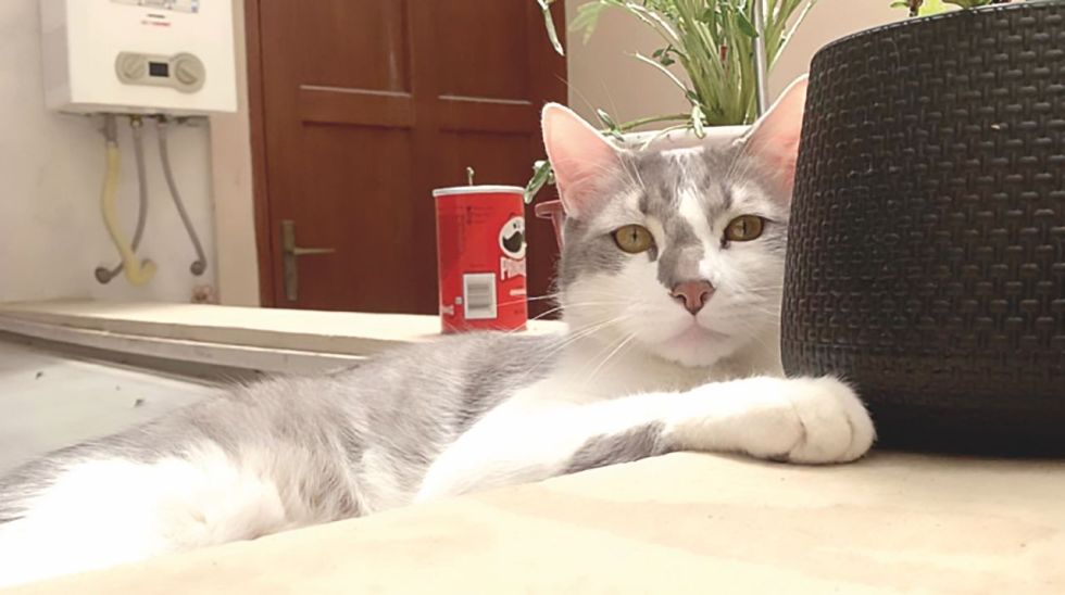 BÚSQUEDA. Tito, la mascota perdida de Andre Iturre. 