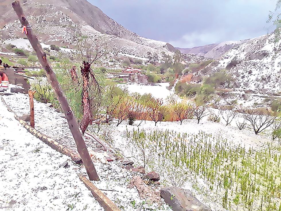 DESTRUIDOS. Así quedaron los sembradíos y árboles frutales en las comunidades afectadas.
