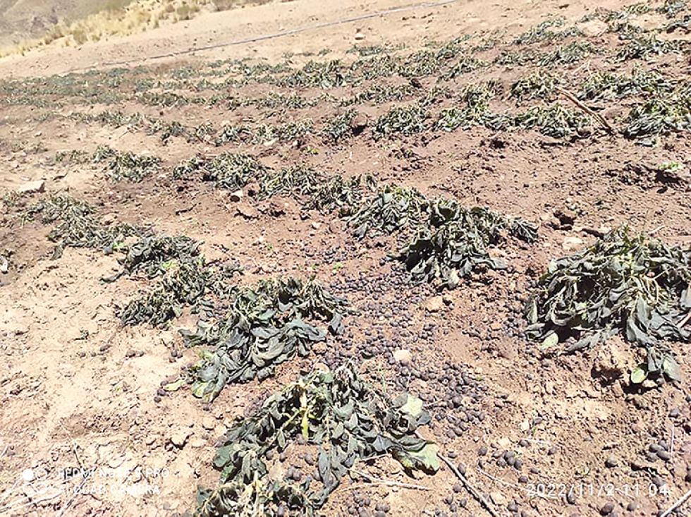 INCLEMENCIA. Las heladas azotaron los cultivos de papa en San Lucas, en Chuquisaca.