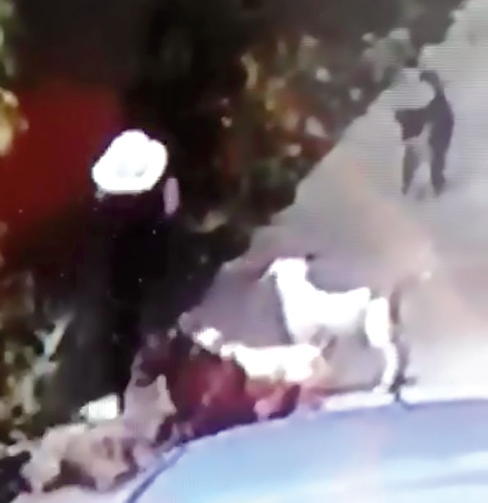 ATAQUE. Un video revela que fueron cuatro los pitbulls que atacaron al ch'api.