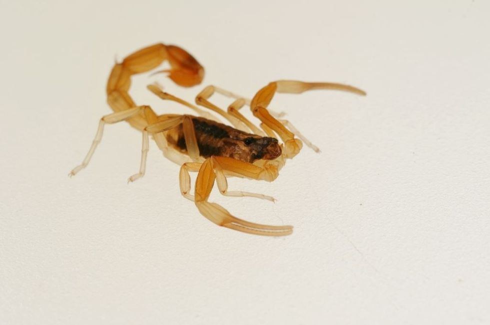 Todos los alacranes poseen veneno, aunque no necesariamente tóxico para el ser humano.