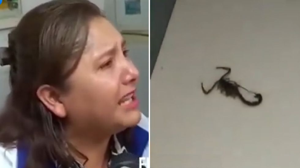 La viceministra de Seguros de Salud, Alejandra Hidalgo; al lado, el alacrán encontrado en su oficina.