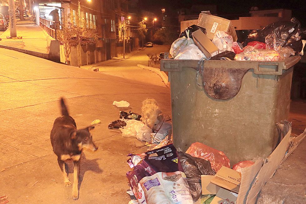 PROBLEMA. Muchos canes desperdigan la basura de los contenedores en las calles.