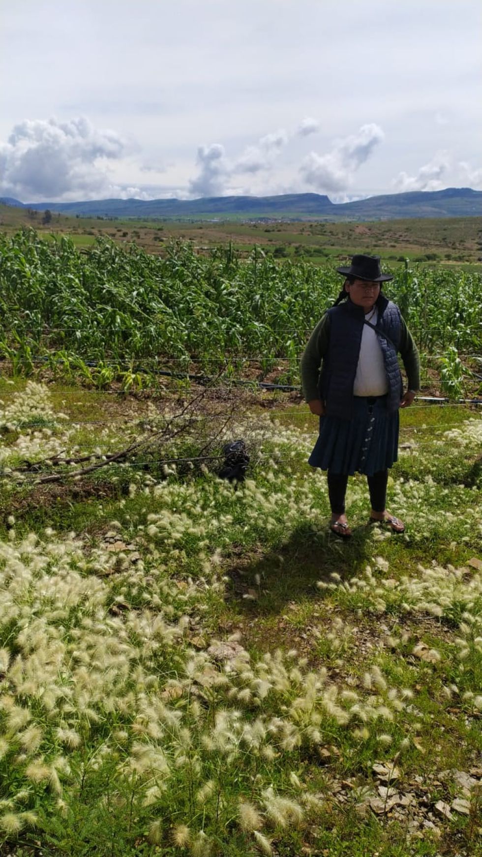 Los cultivos de la comunidad de Ramadas, en el municipio de Mojocoya. 