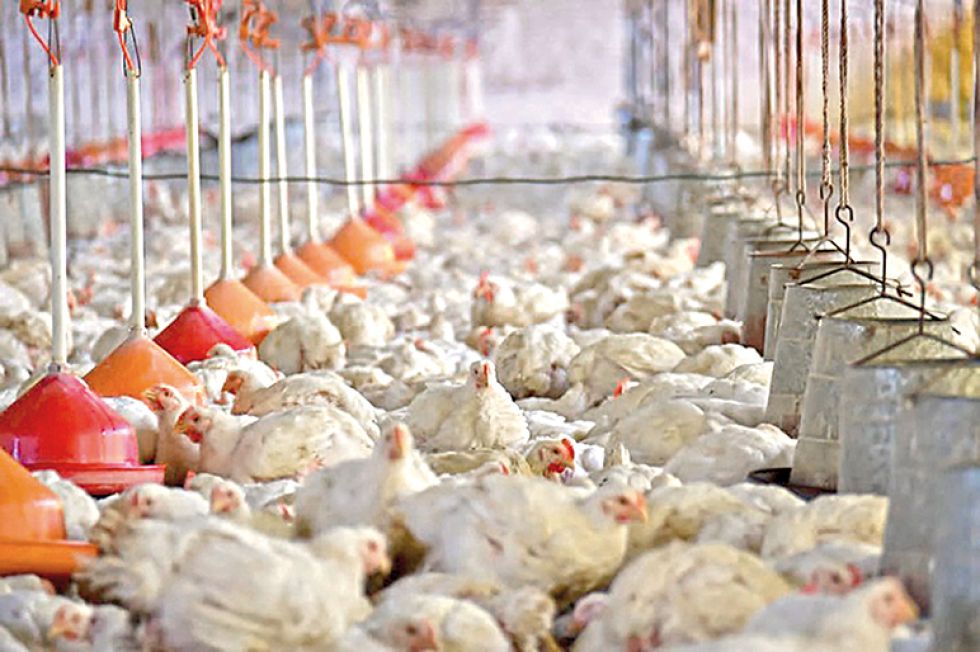 ENFERMEDAD. Aves de corral son sacricadas en caso de conf irmación de gripe aviar.