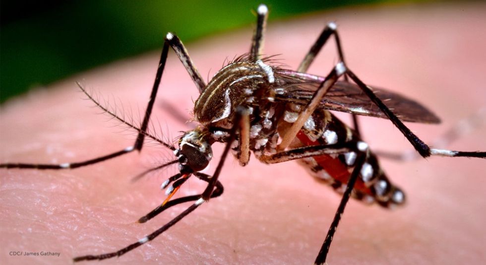 La fiebre amarilla es causada por un virus que se transmite por la picadura de mosquitos.
