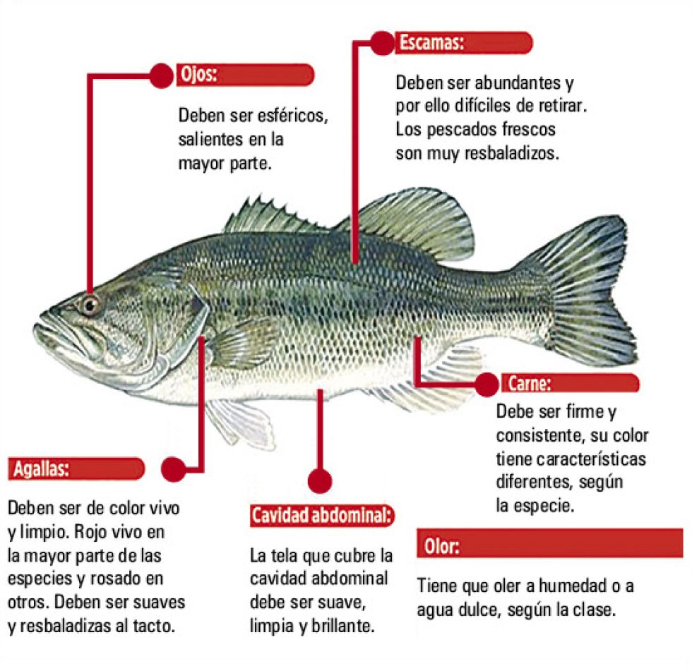 Cómo reconocer un pescado fresco.