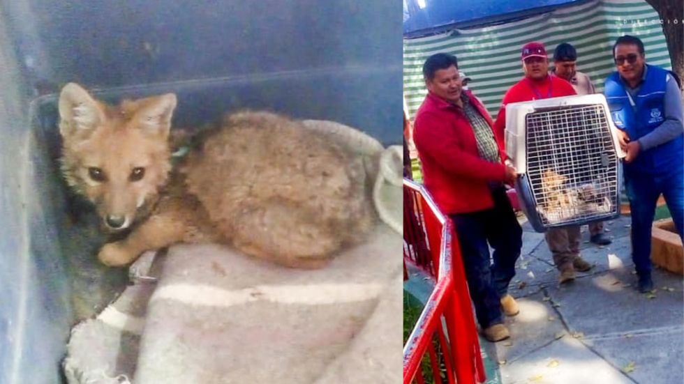 El zorro andino fue rescatado y llevado al zoológico municipal de Oruro.