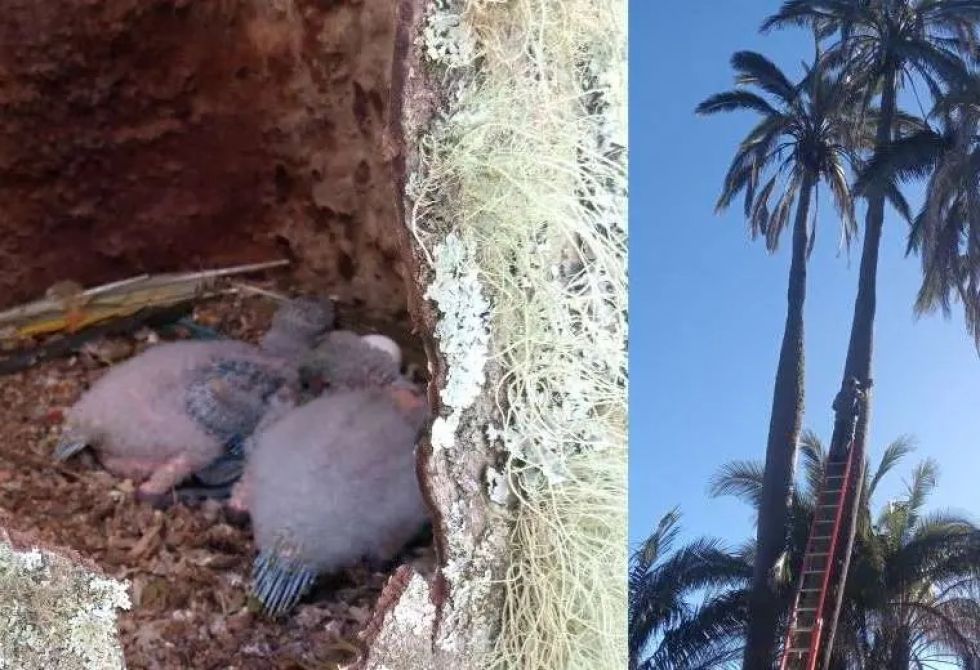 Los pichones paraba frente roja fotografiados en El Palmar. Foto: AMNI El Palmar