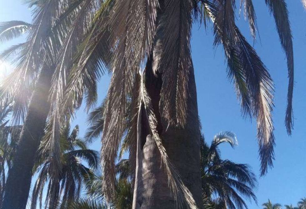 La palmera donde fue hallado el nido. Foto: AMNI El Palmar