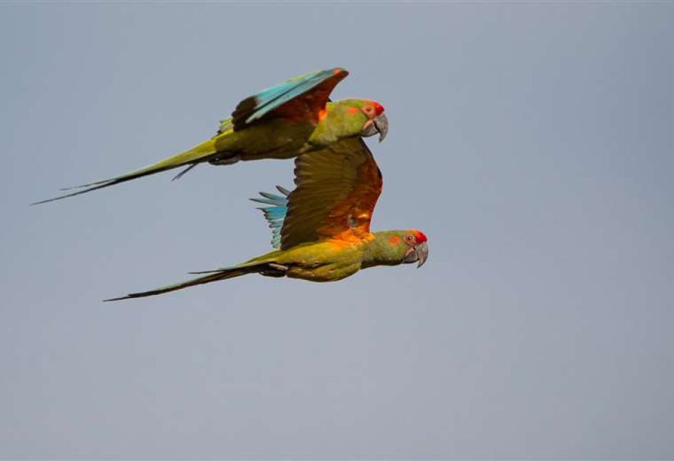 Dos paraba frente roja, en pleno vuelo: Foto: Armonía Bolivia