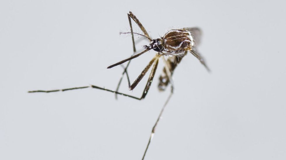 Fotografía de archivo de un Aedes Aegypti, principal vector para la transmisión de dengue y chikunguña.