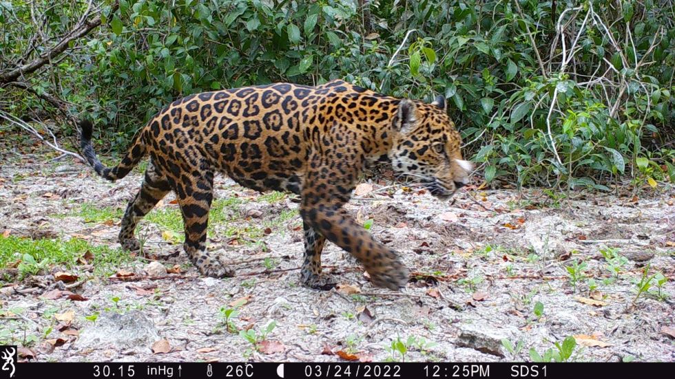 Tecnología digital de Huawei permite identificar jaguares en reserva natural en humedales de México