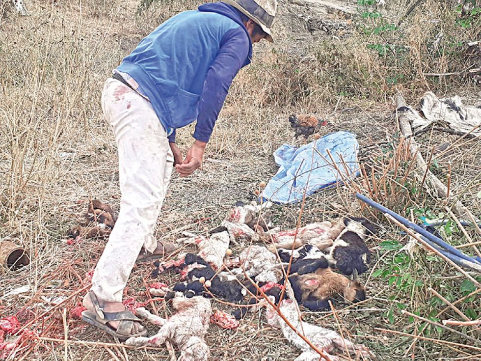 IMPACTANTE. Una imagen de los animales que fueron hallados muertos tras las granizada.