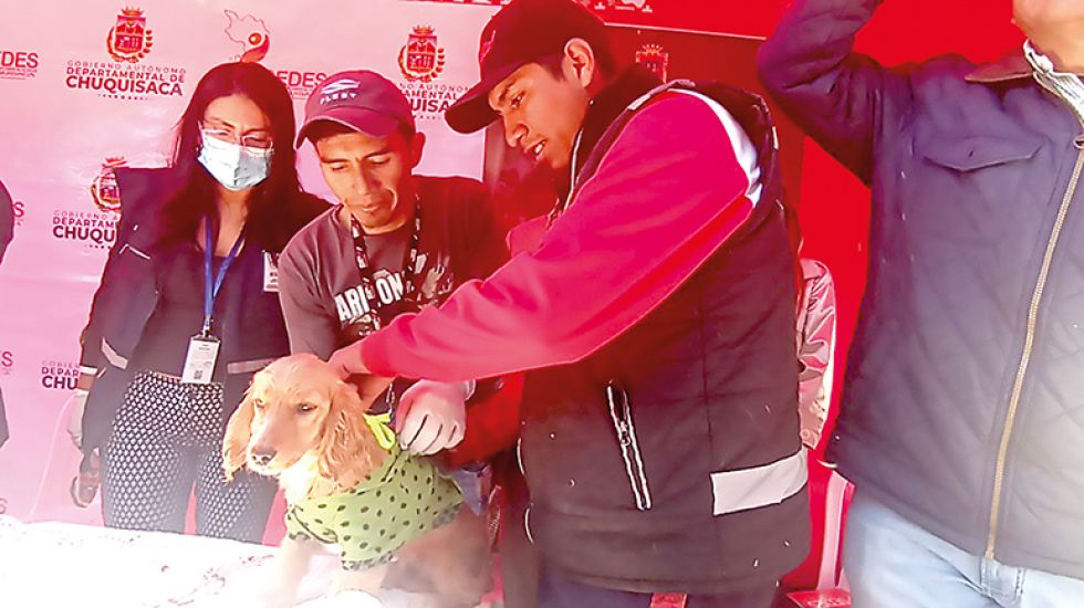 CAMPAÑA. Los perros recibirán hoy un cintillo distintivo tras ser inmunizados contra la rabia.