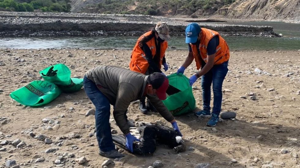 Funcionarios levantaron los cuerpos de los cóndores a orillas del río Pilcomayo.