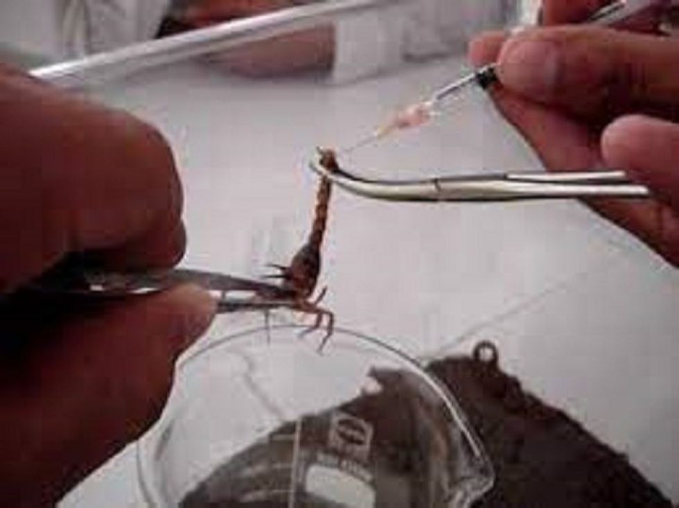 El Inlasa produce sueros para contrarrestar la picadura y mordida de animales e insectos venenosos.