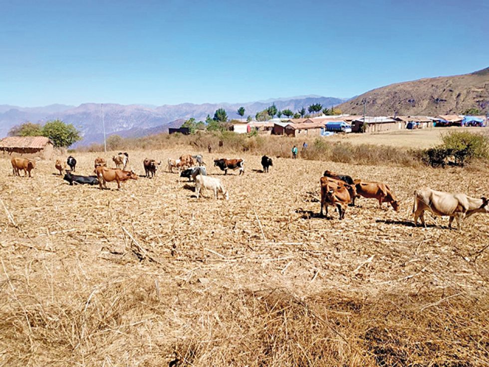 EMERGENCIA. El algunos municipios, como Azurduy, la sequía también afecta a los animales.