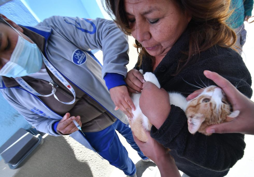 Un gato recibe la vacuna antirrábica en La Paz.