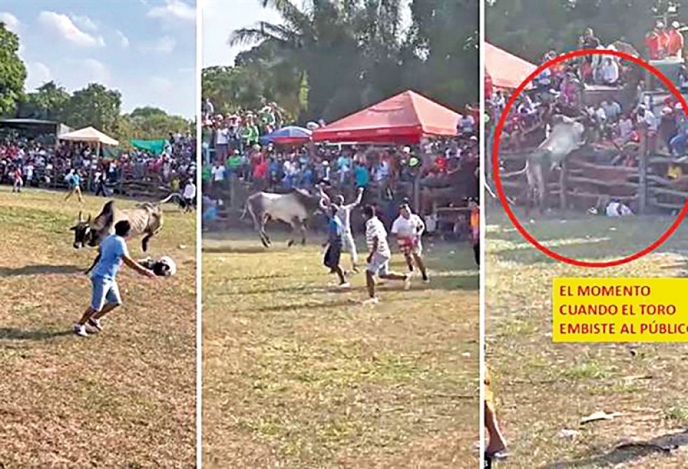 ATRACCIÓN. El jocheo de toros es una actividad que congrega a gran cantidad de público.
