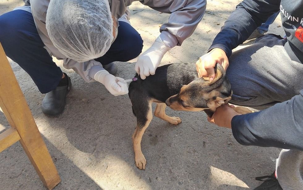 Recomiendan la vacunación antirrábica para mascotas