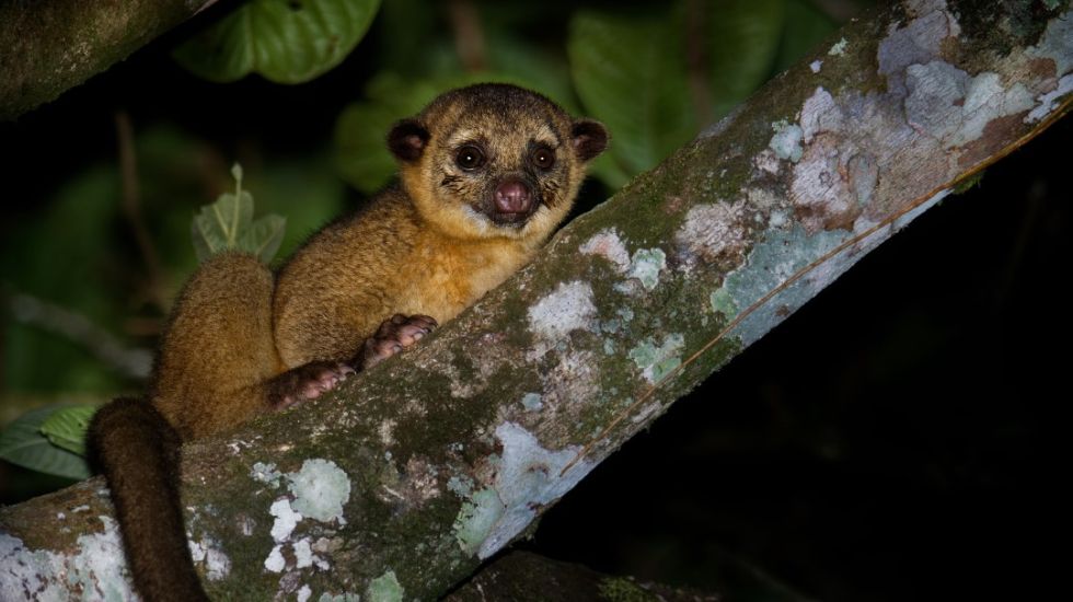 El wichi (Potos flavus) es una especie de mamífero carnívoro que habita en la Amazonia.