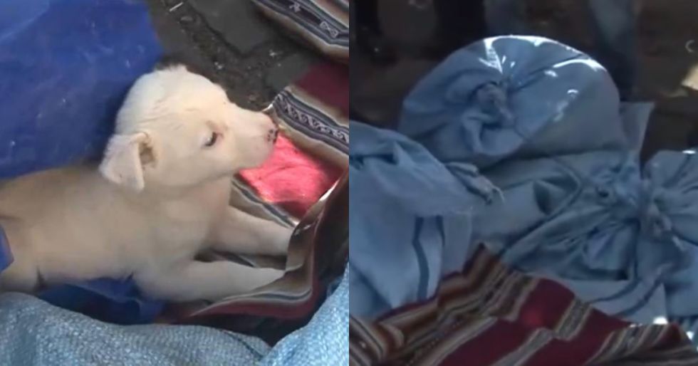 Decomisan perros, gatos y aves que eran comercializados en bolsas de yute cerradas y sin ventilación