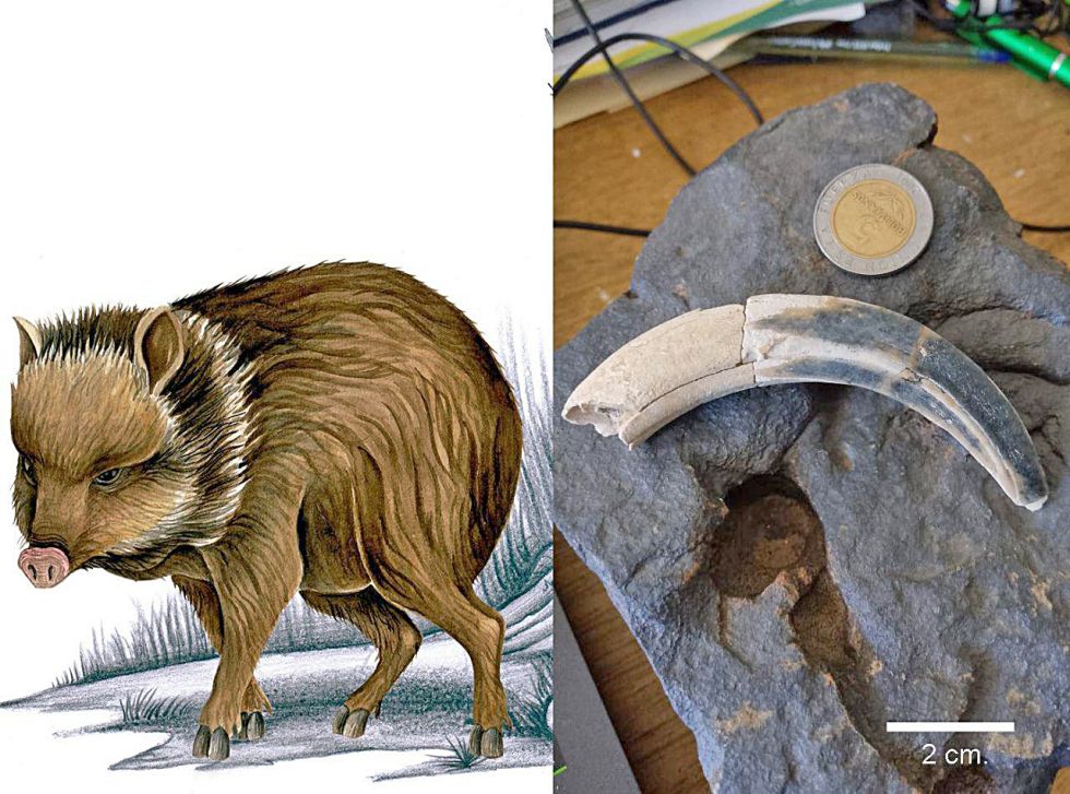 COLLAGE. A la izquierda, dibujo de cómo se vería un ‘Tayassu Pecarie’ y a la derecha, el colmillo encontrado de Redención Pampa.