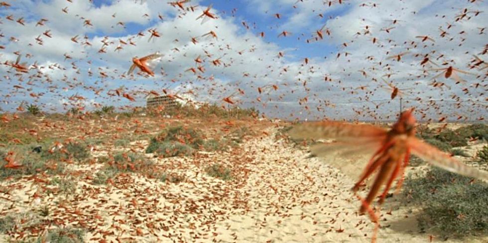 PLAGA.  Los agricultores de Yacuiba piden la ayuda técnica del Gobierno.